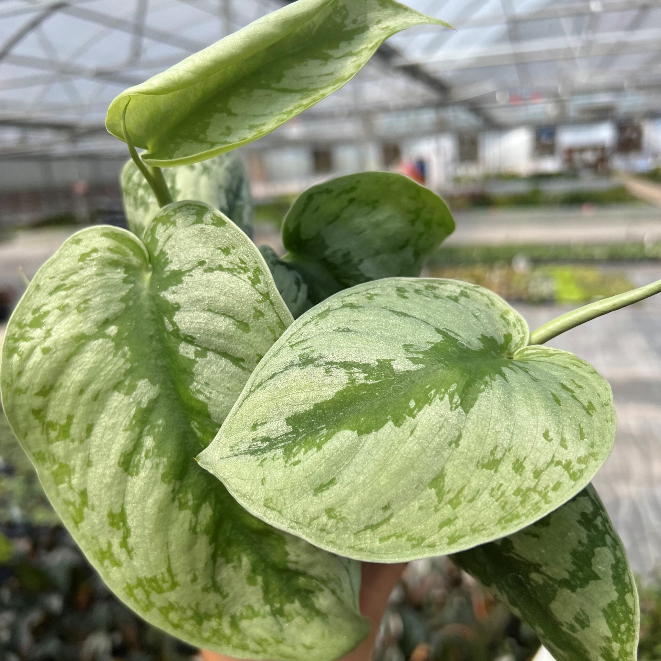 Scindapsus pictus 'Exotica' (3)