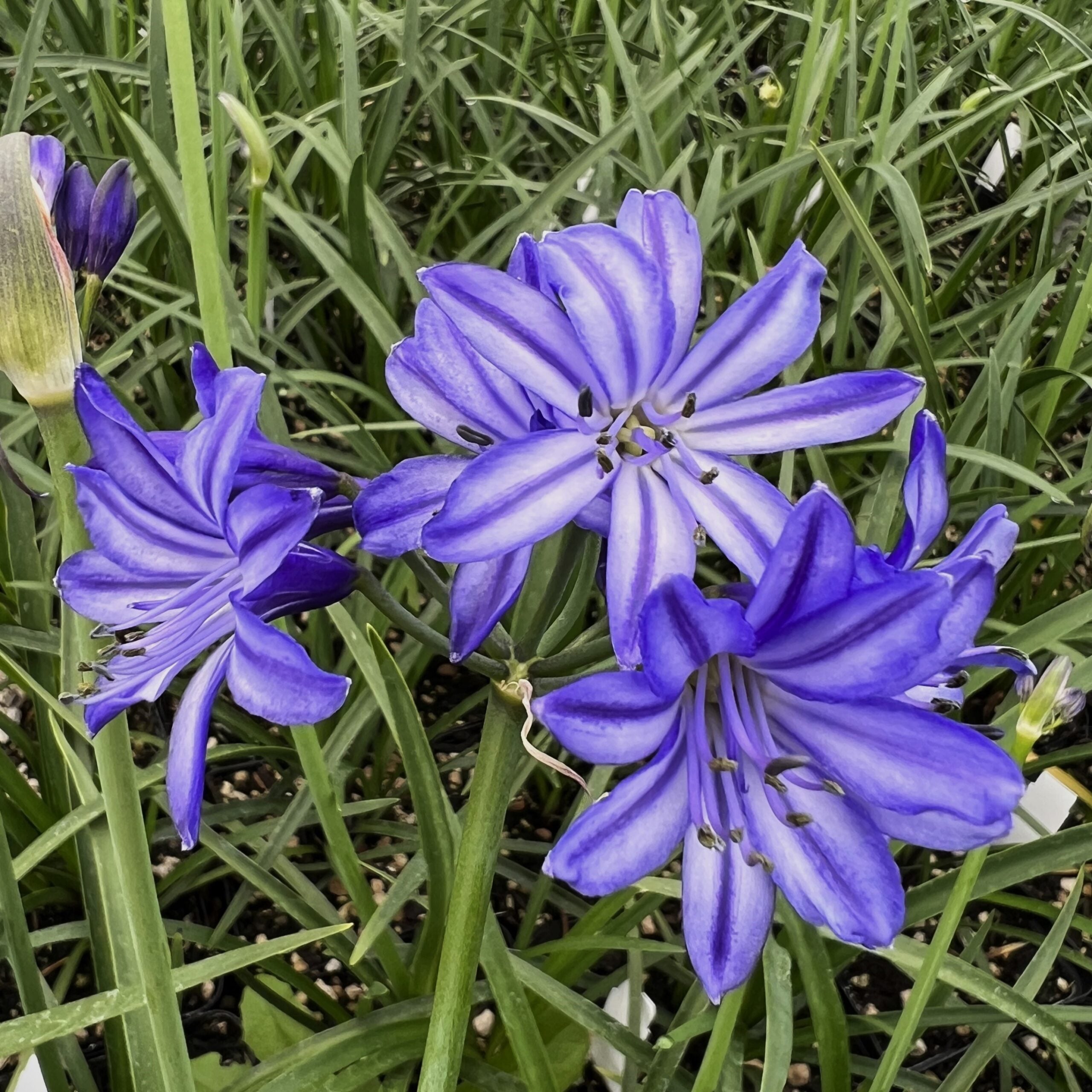 Agapanthus 'Northern Star' bloom October