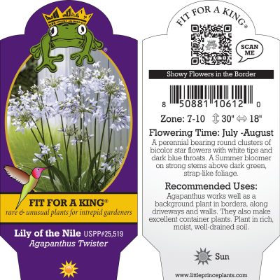 Agapanthus 'Twister' - Lily of the Nile