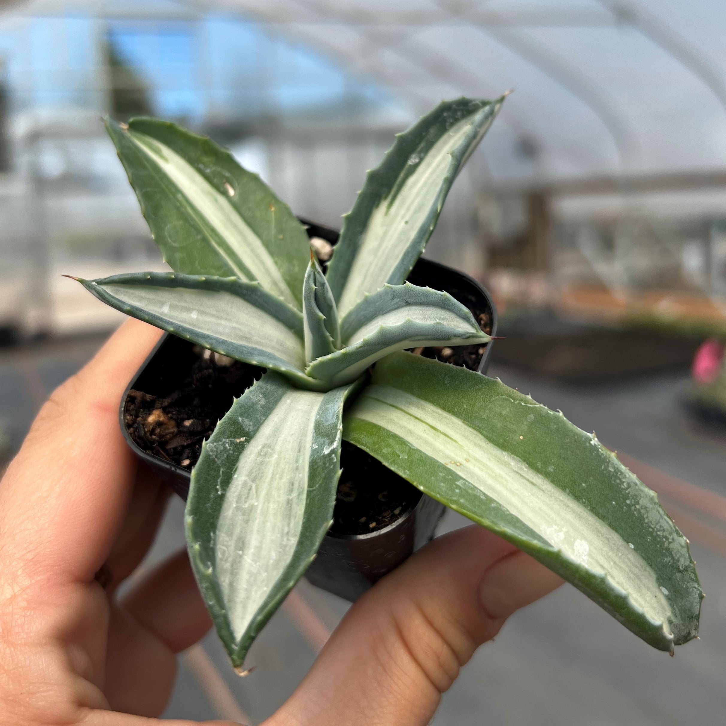 Agave americana mediopicta 'Alba' - Century Plant (2" Pot) | Little Prince  of Oregon Nursery