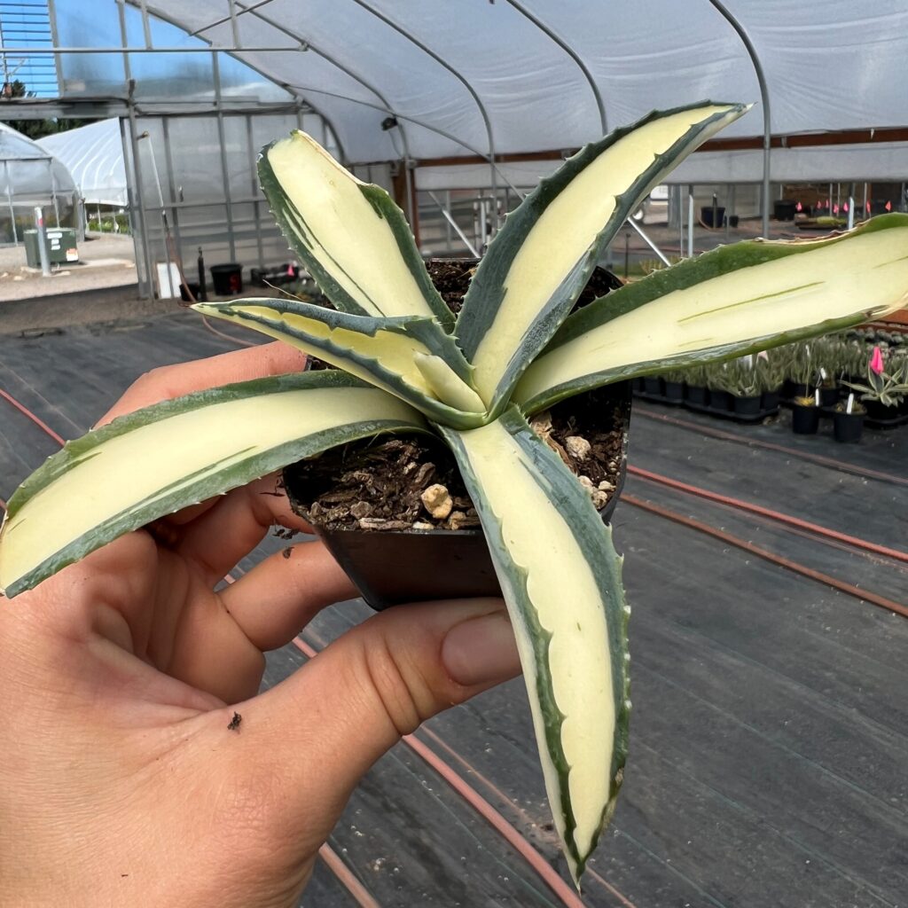 agave pflege topf Künstliche Agave - Aki | 55 cm, im Topf main image 1