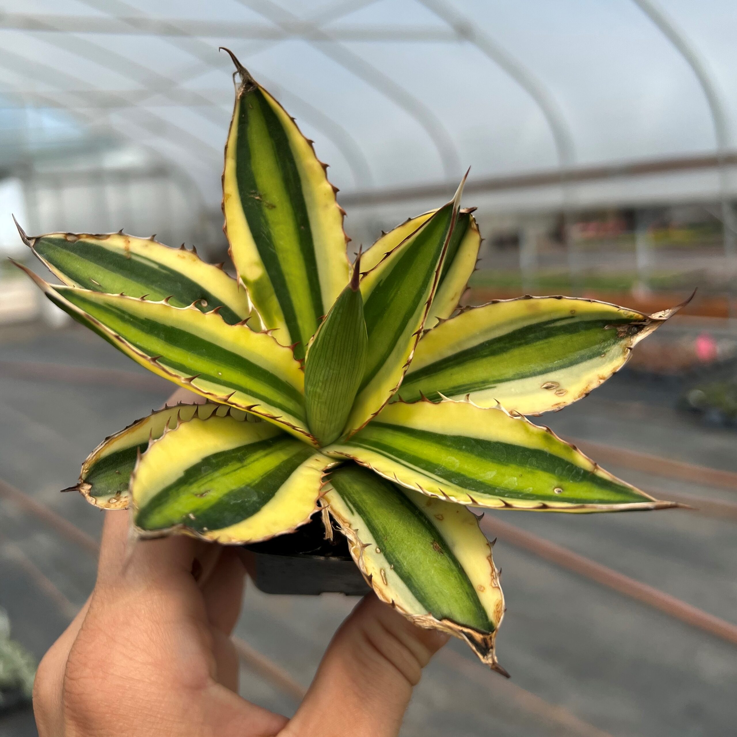 Agave quadricolor - Century Plant (2" Pot) | Little Prince of Oregon Nursery