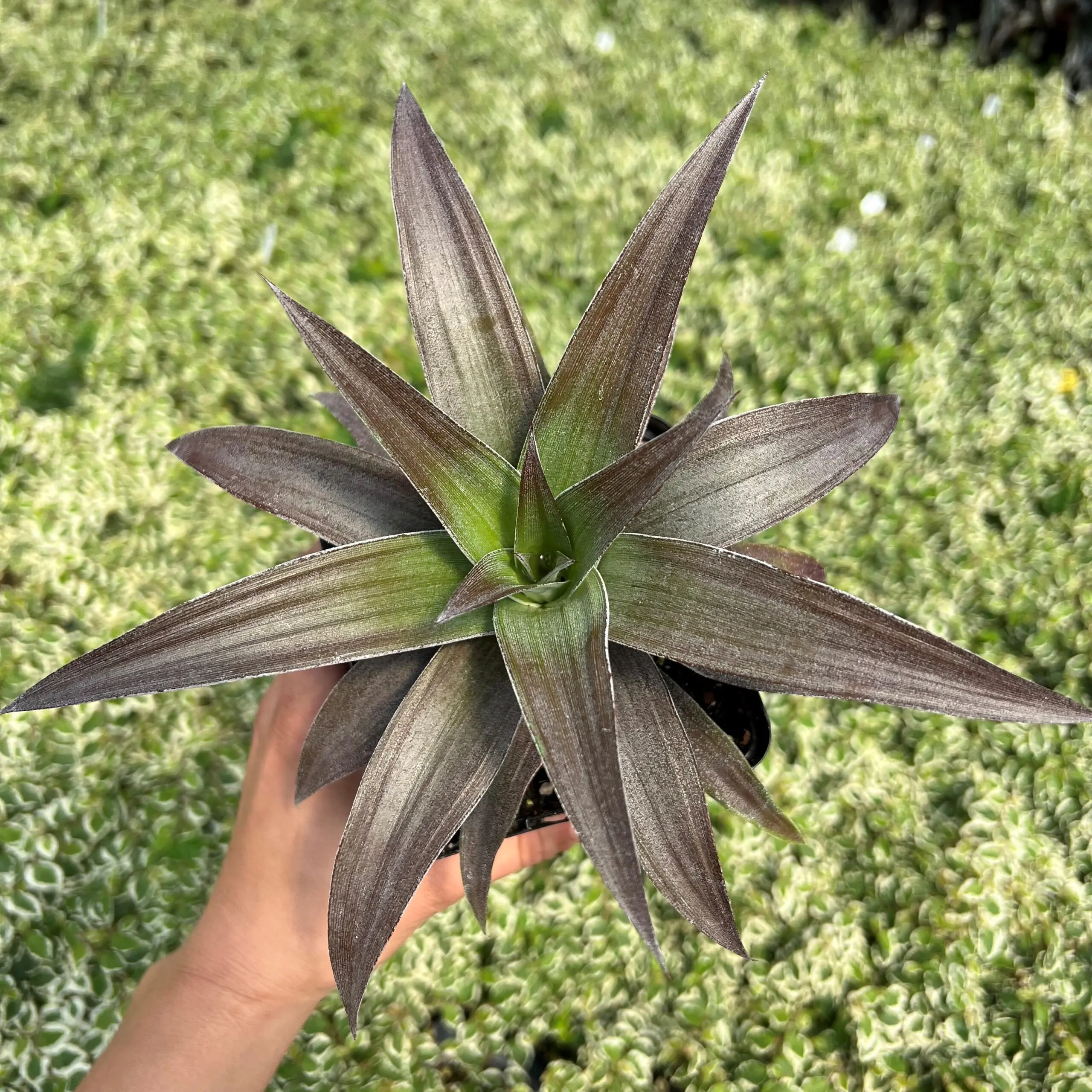 Ananas nanus 'Cathy' - Ornamental Miniature Pineapple (4.5" Round) | Little  Prince of Oregon Nursery