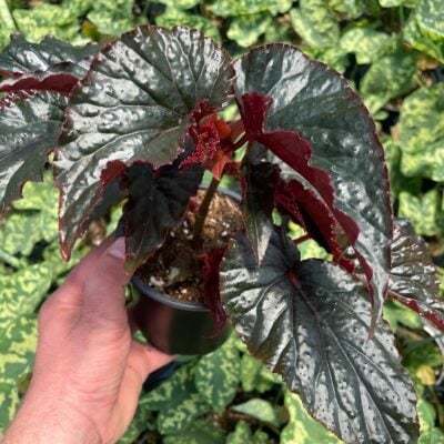 Begonia 'Black Magic'