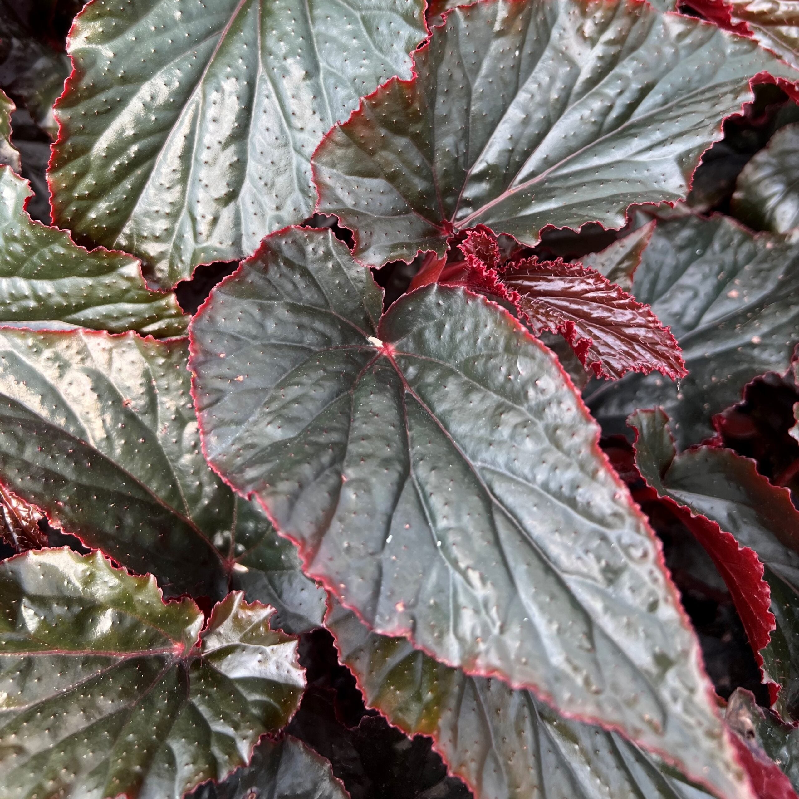 Begonia 'Black Magic' August