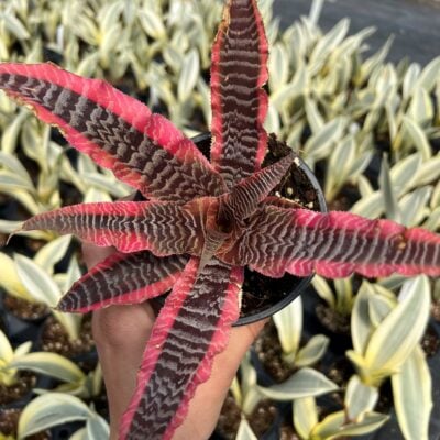 Cryptanthus 'Elaine'