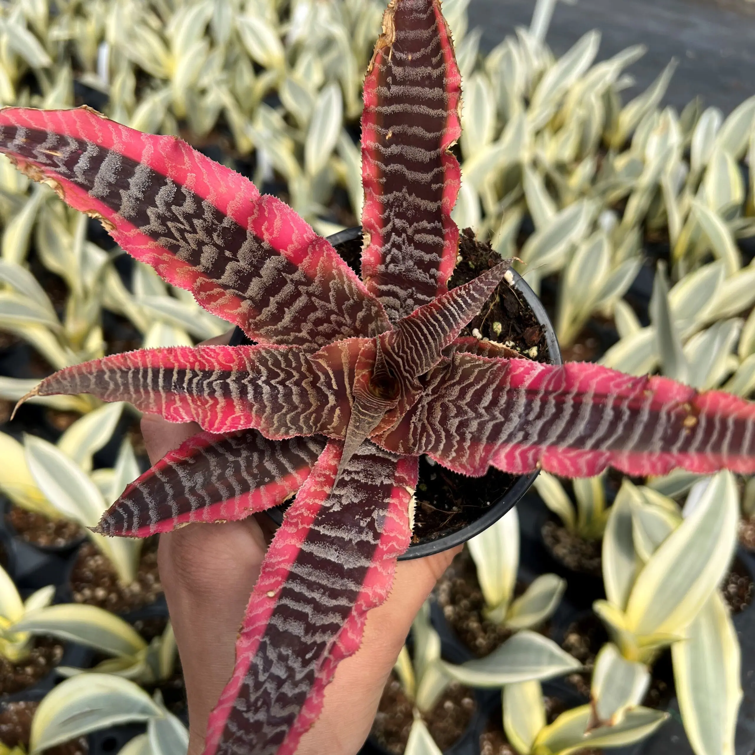 sansevieria masoniana kaufen Sansevieria masoniana 