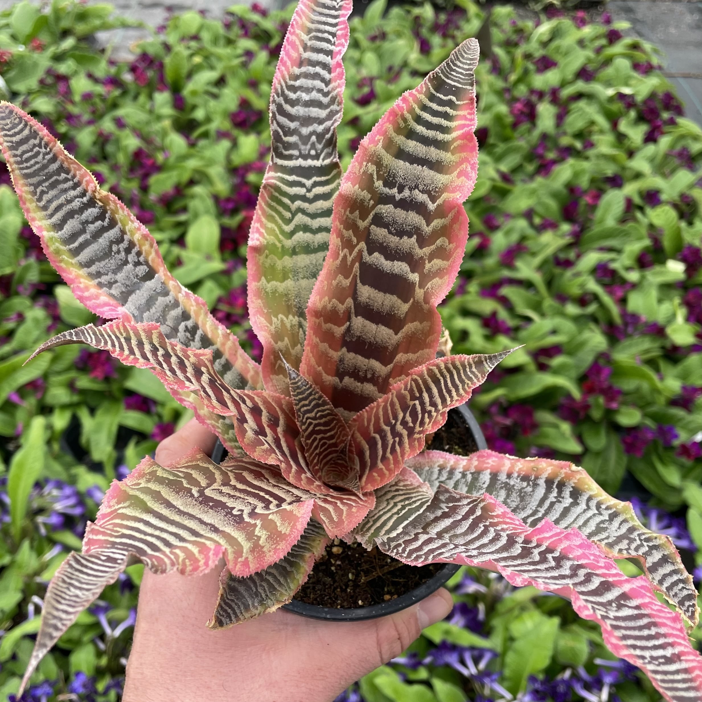 Cryptanthus 'Elaine' - Earth Stars Bromeliad (4.5" Pot) | Little Prince of  Oregon Nursery
