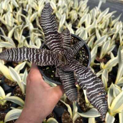 Cryptanthus 'Zebra Star'