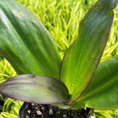 Eucomis 'Zulu Flame'