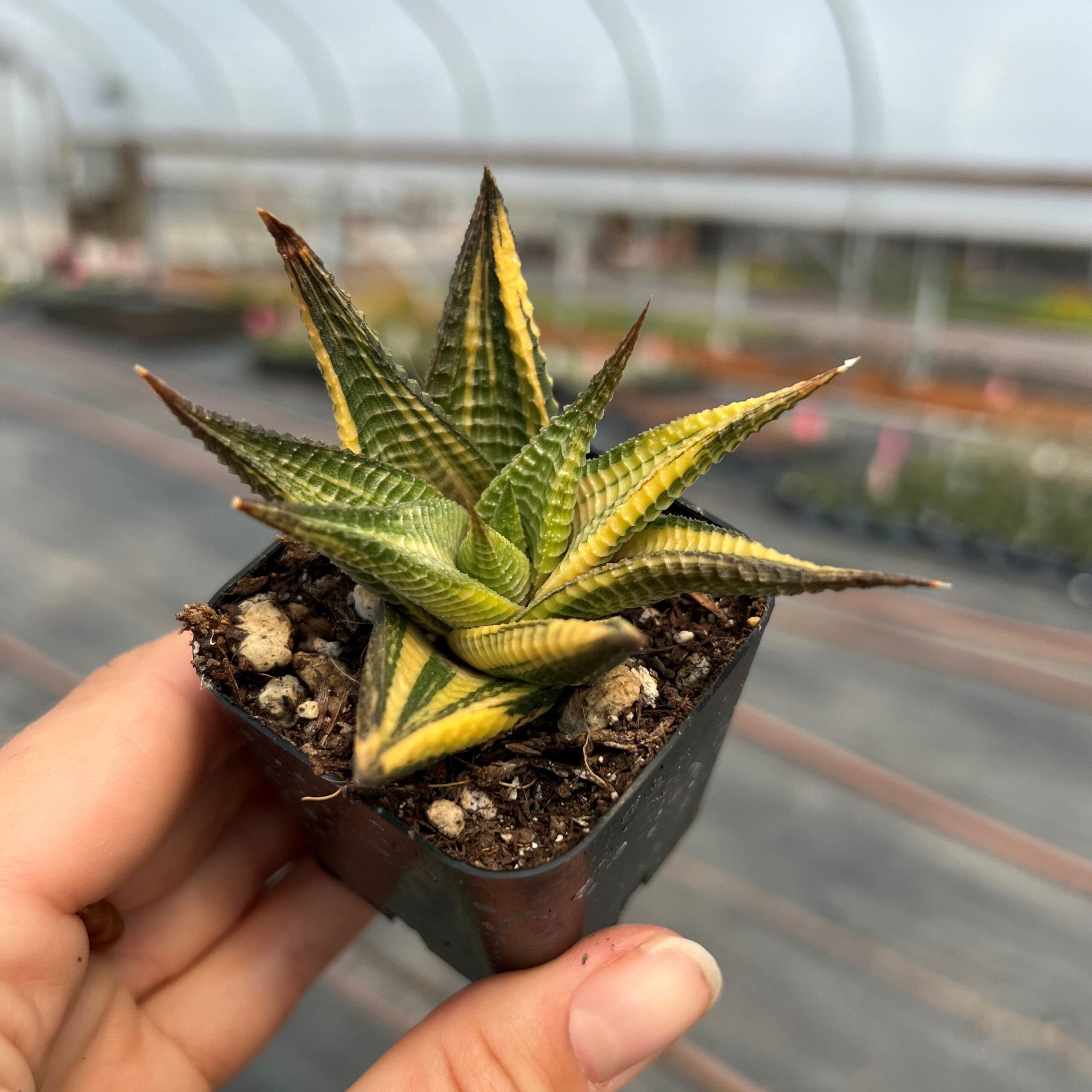 Haworthia limifolia 'Variegata'