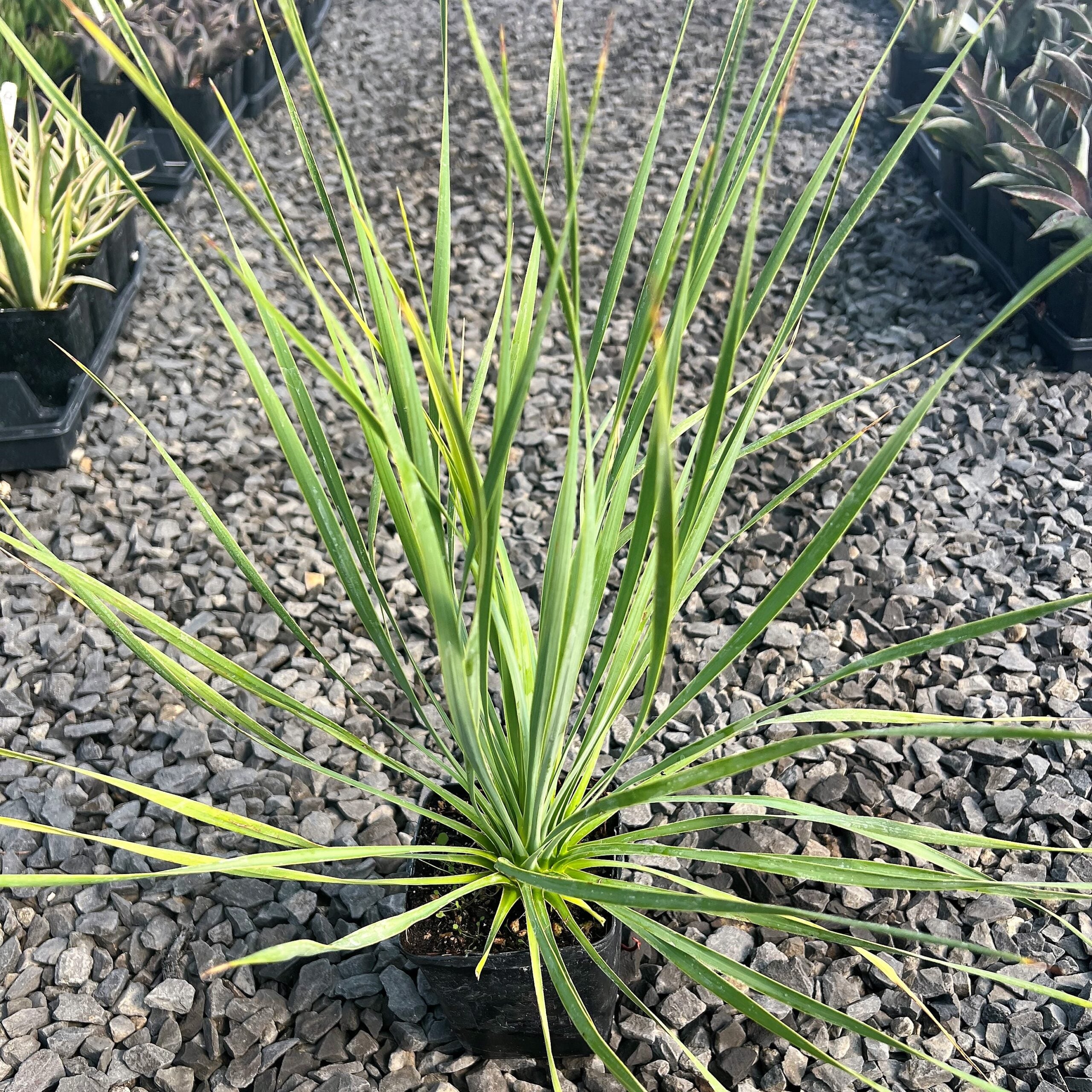 Yucca rostrata 'Sapphire Skies' (4.5