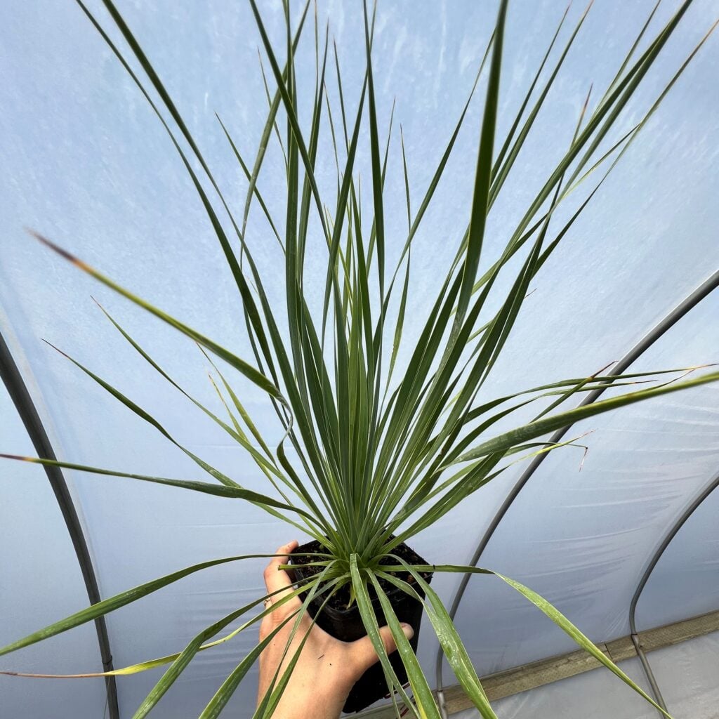 Yucca rostrata 'Sapphire Skies' (4.5