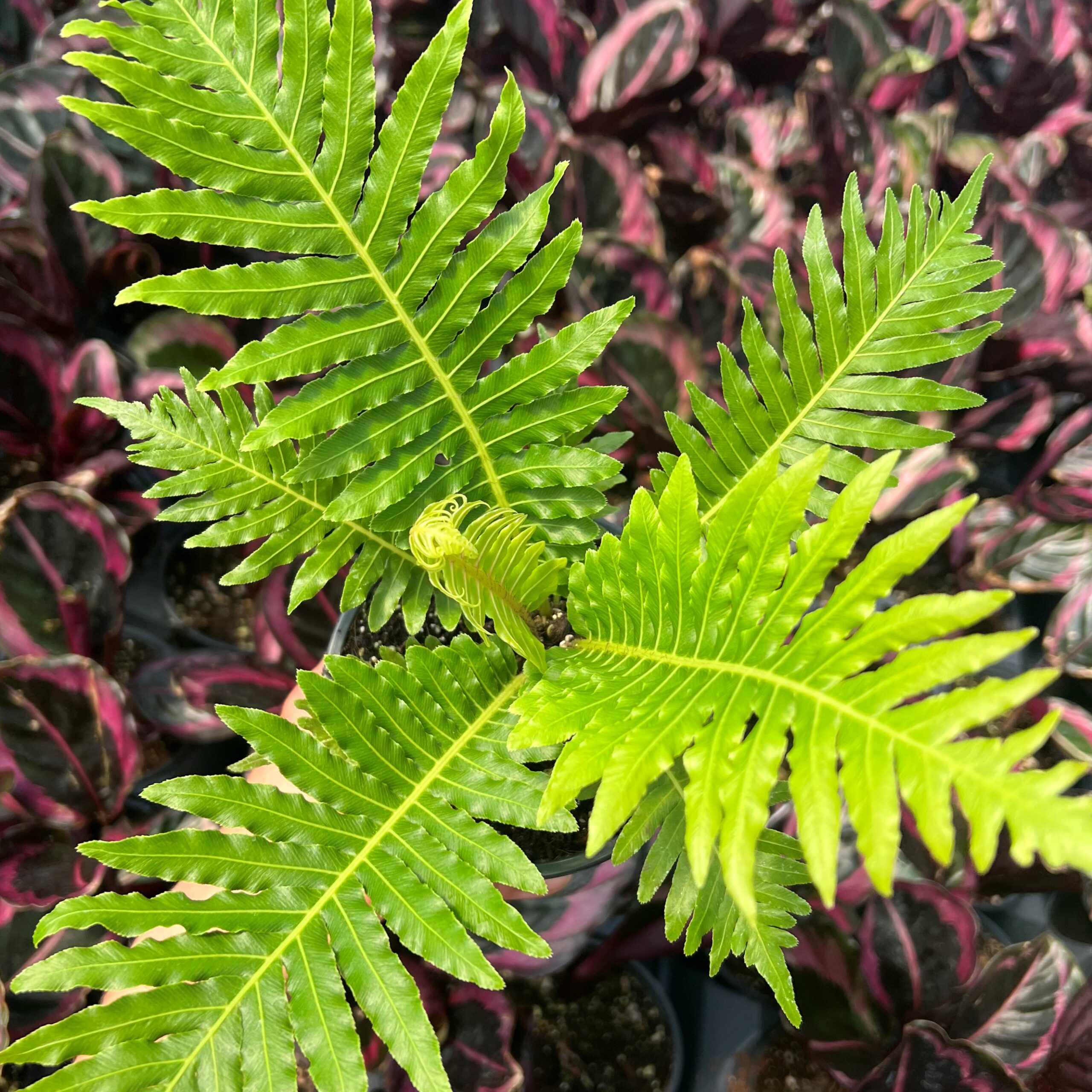 Blechnum gibbum 'Silver Lady' (2)