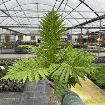 Blechnum gibbum 'Silver Lady'- Dwarf Tree Fern (4.5" Pot)