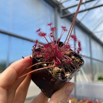 Drosera paradoxa2