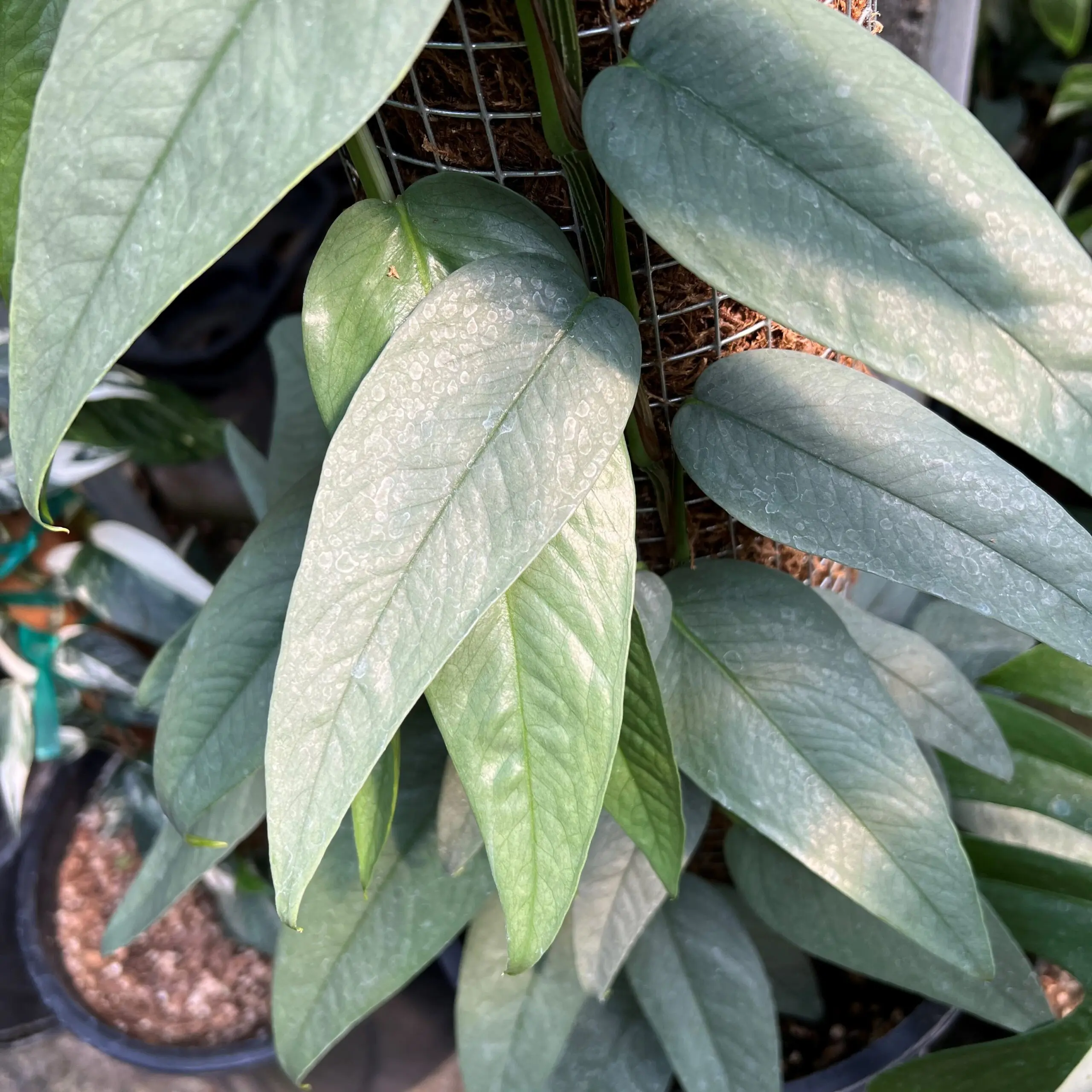 Epipremnum pinnatum 'Cebu Blue' - 4.5" Round | Little Prince of Oregon  Nursery