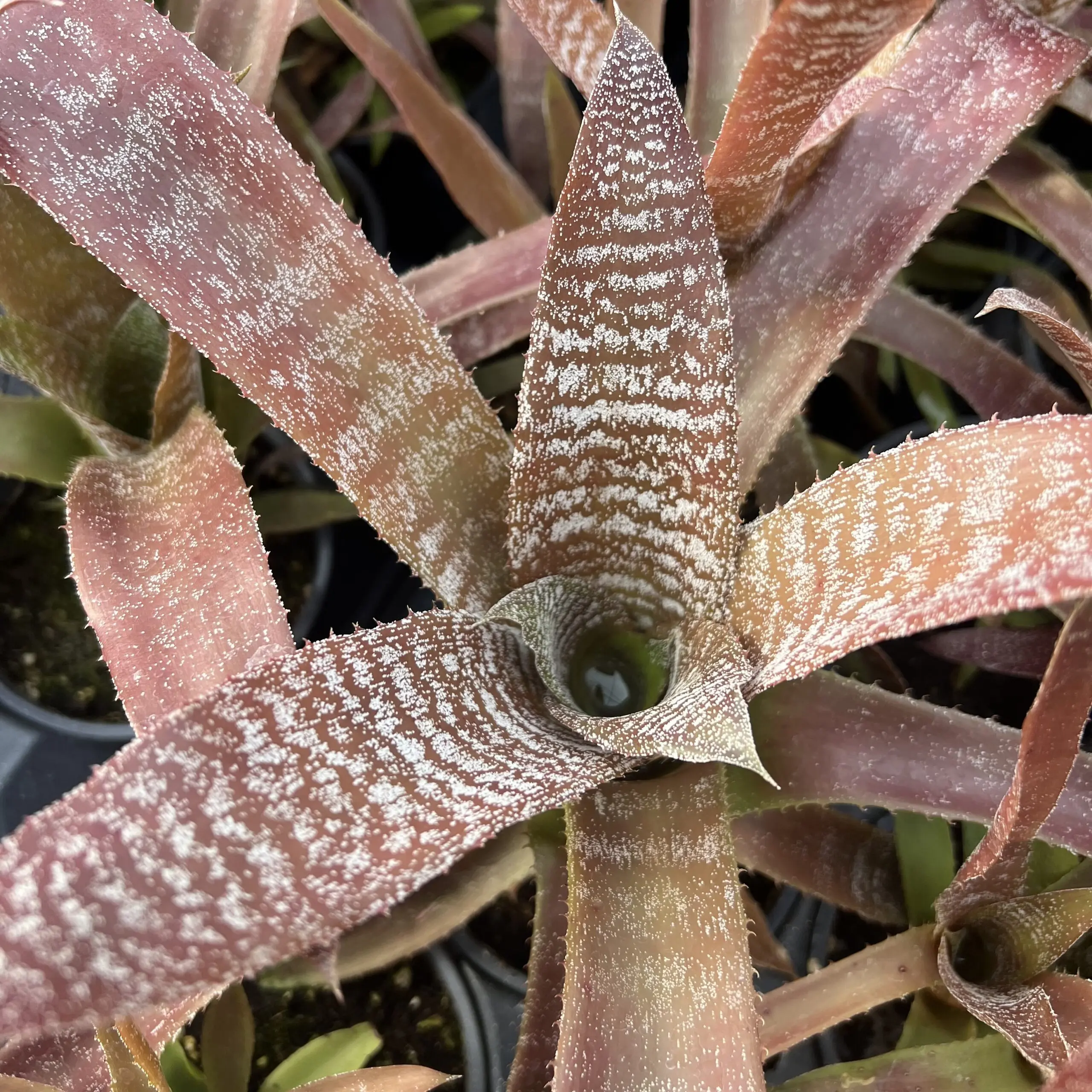 Hohenbergia 'Chocolate Tiger' - Bromeliad (4.5