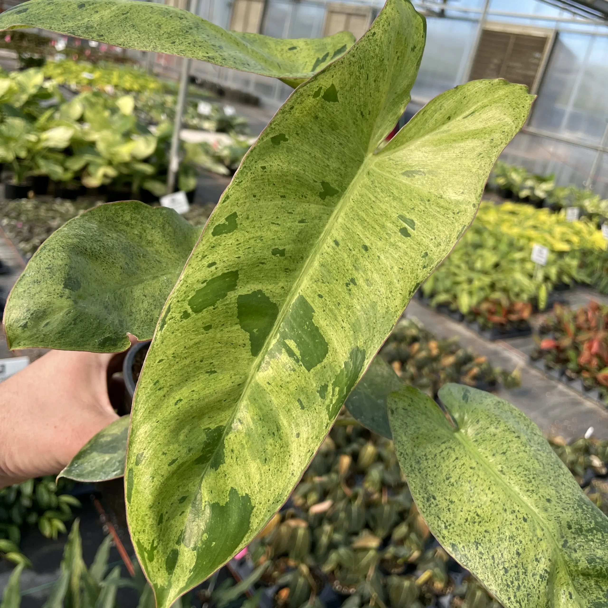 peperomia obtusifolia plant Peperomia Obtusifolia Lemon Lime, 4