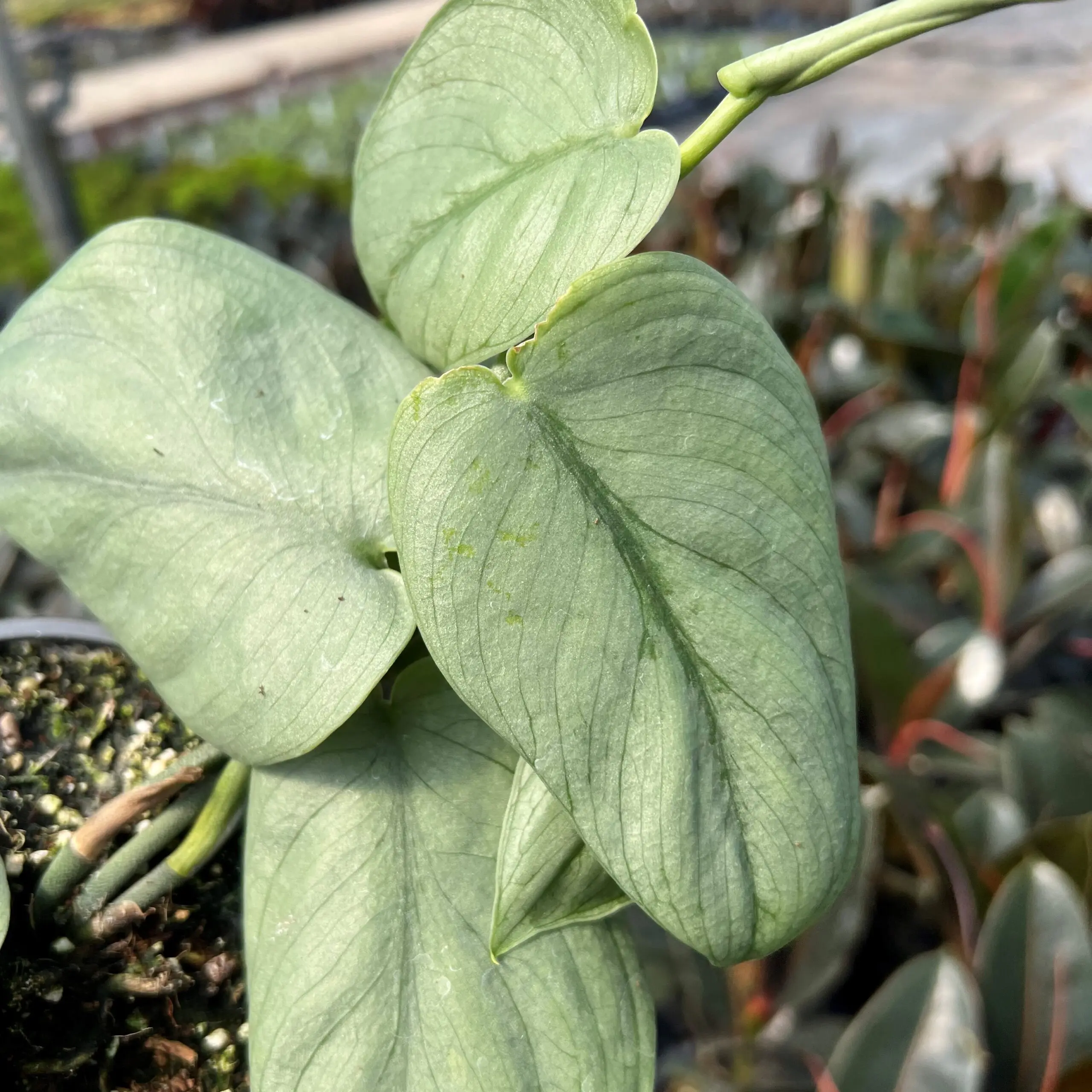 philodendron pedatum variegated Philodendron pedatum --Oak Leaf Philodendron-- main image 1