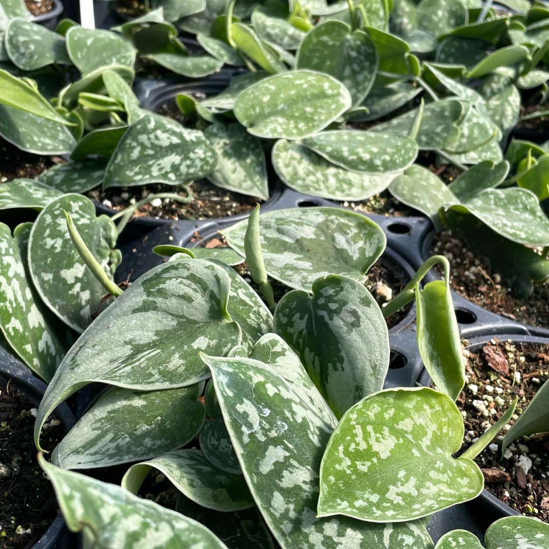 Scindapsus pictus 'Silvery Ann' - Satin Pothos (4.5" round) | Little Prince  of Oregon Nursery