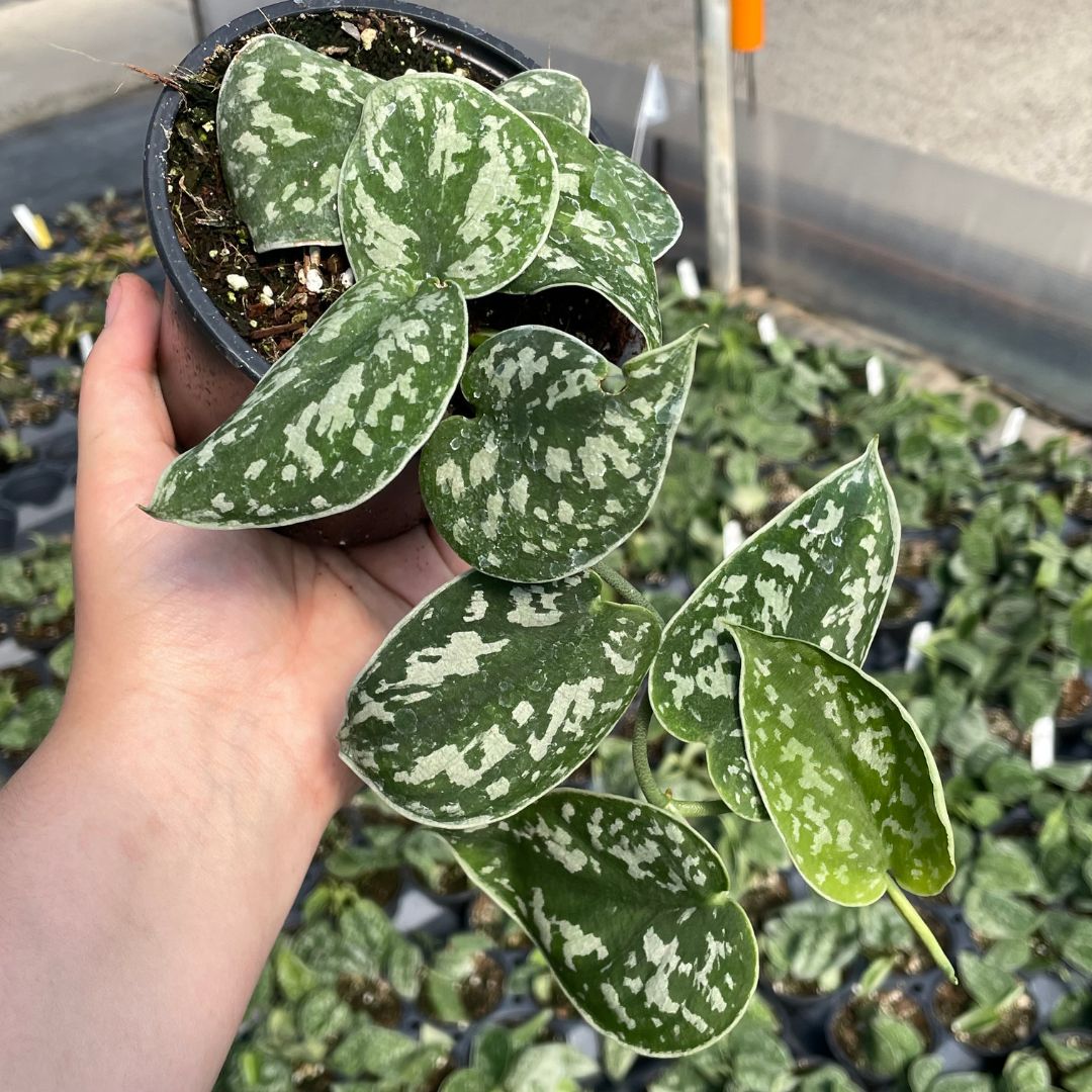 Scindapsus pictus 'Silvery Ann' - Satin Pothos (4.5" round) | Little Prince  of Oregon Nursery