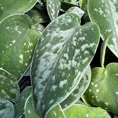 Scindapsus 'Silvery Anne' August (2)