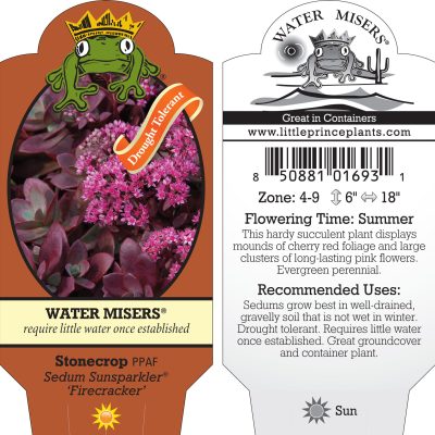 Sedum Sunsparkler® 'Firecracker' PPAF - Stonecrop (3.5" Pot)