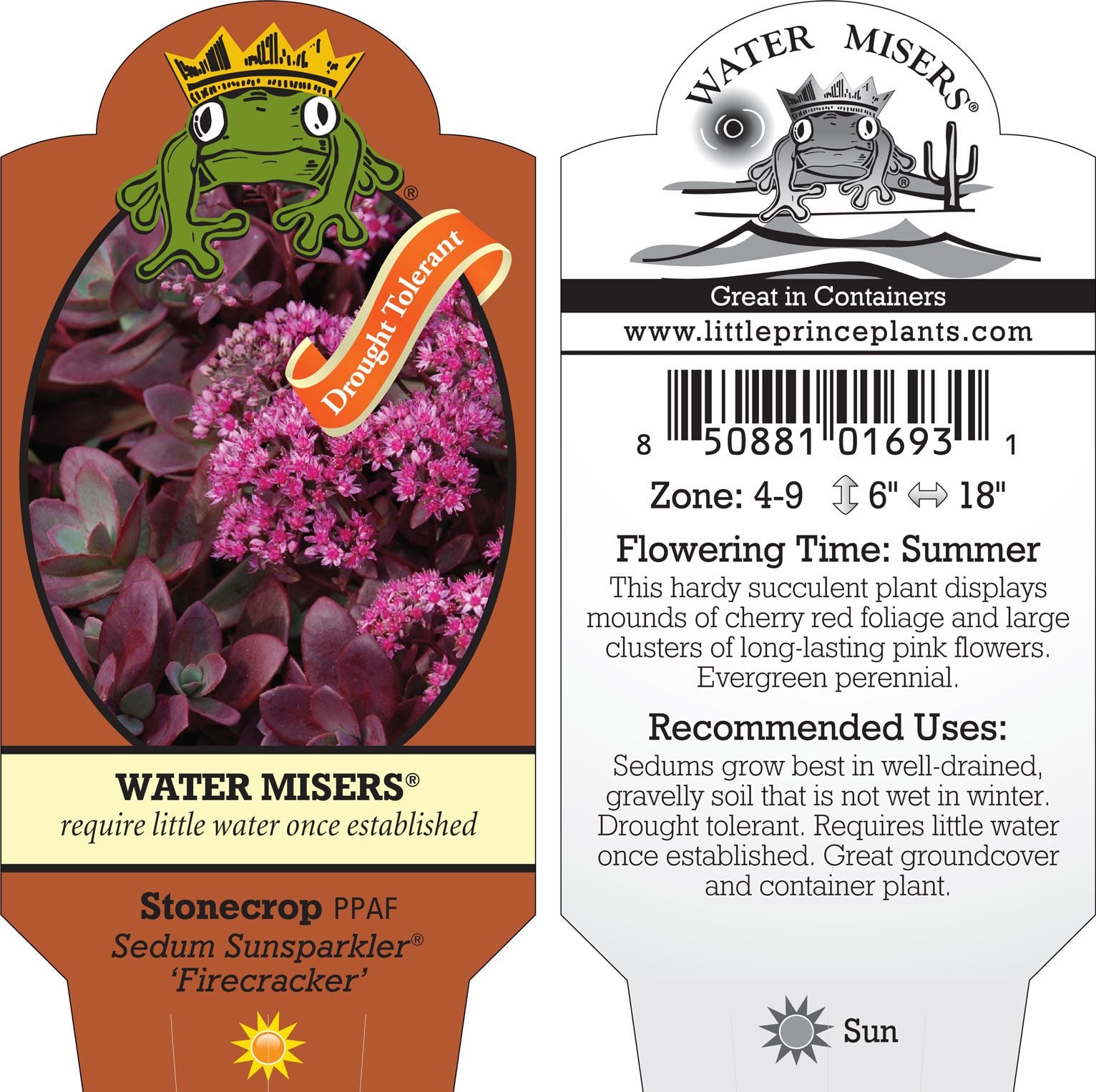 Sedum Sunsparkler® 'Firecracker' PPAF - Stonecrop (3.5" Pot)