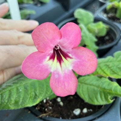 Streptocarpus 'Salmon Sunset'