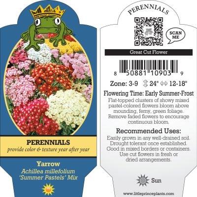 Achillea millefolium 'Summer Pastels' mix - Yarrow Mix (4" Pot)