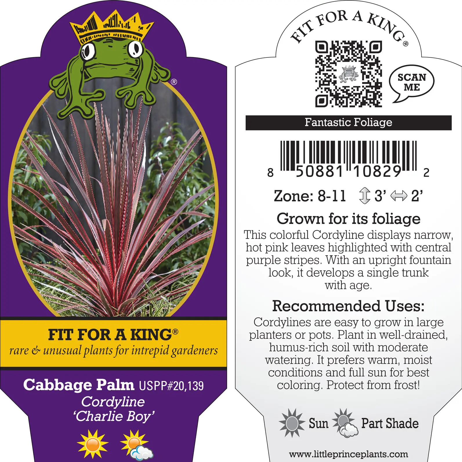 Cordyline 'Charlie Boy' - False Dracaena (4.5" Pot) | Little Prince of  Oregon Nursery