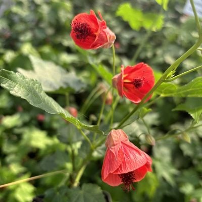 Abutilon 'Fairy Coral Red'