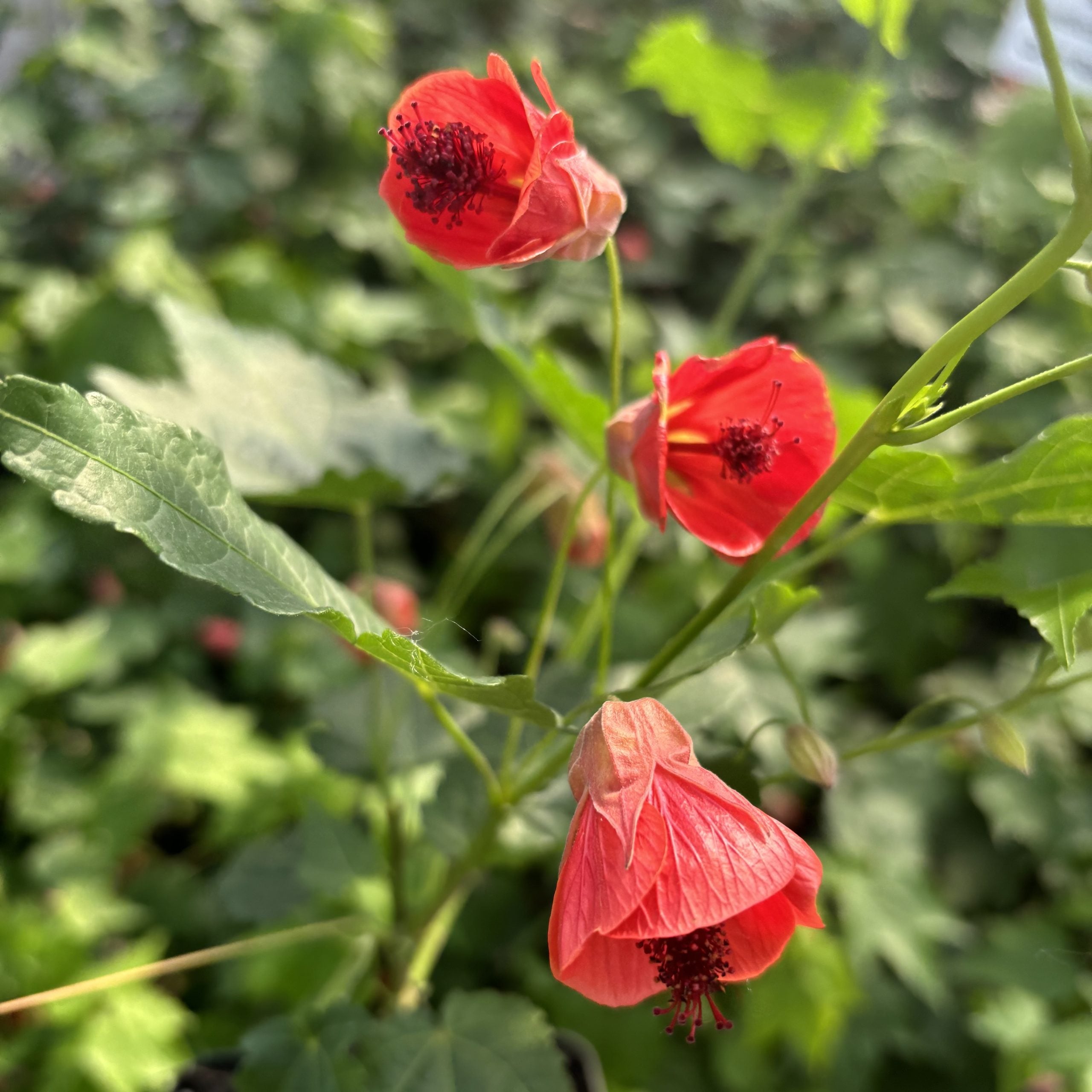 Abutilon 'Fairy Coral Red'