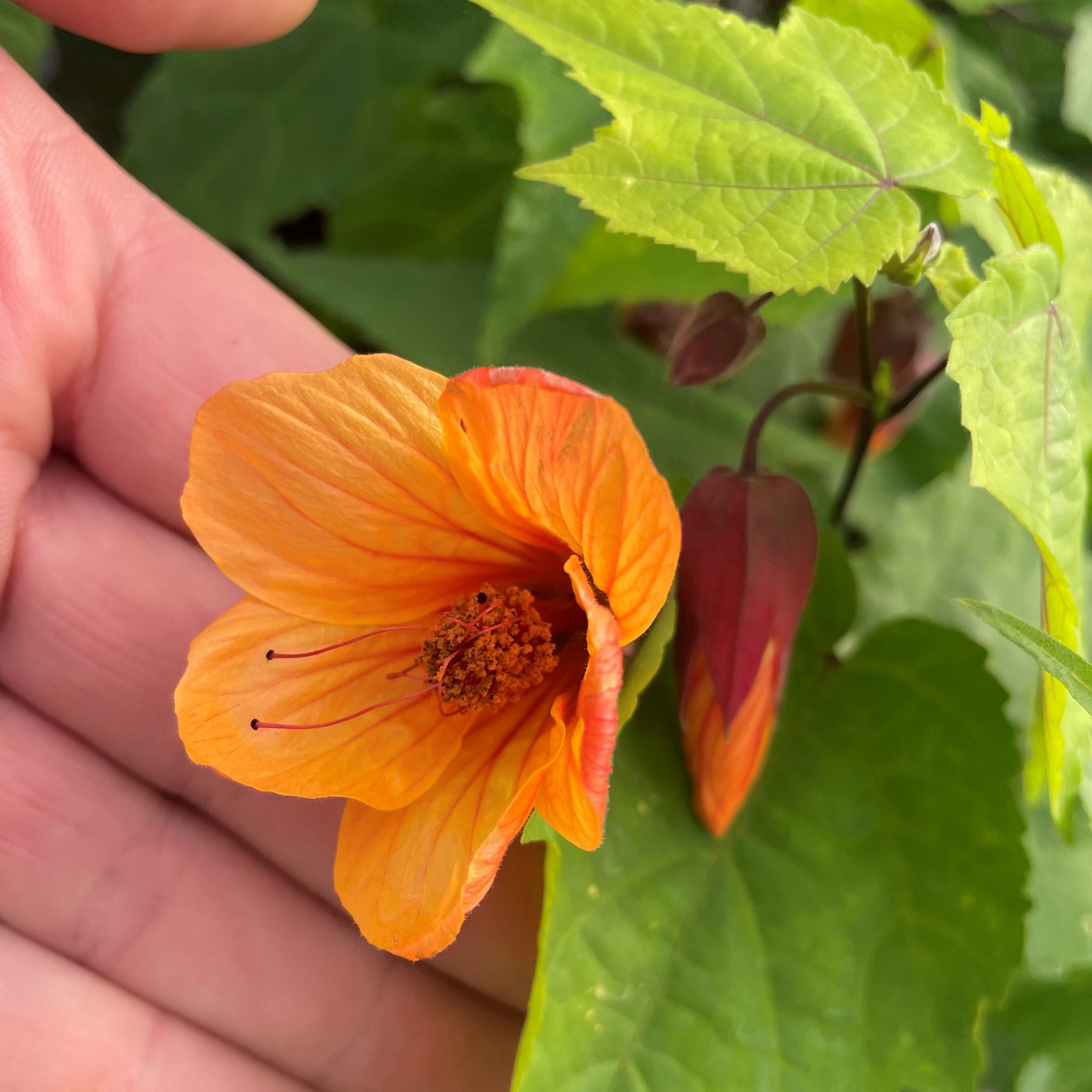 Abutilon x 'Nectarine' - Flowering Maple