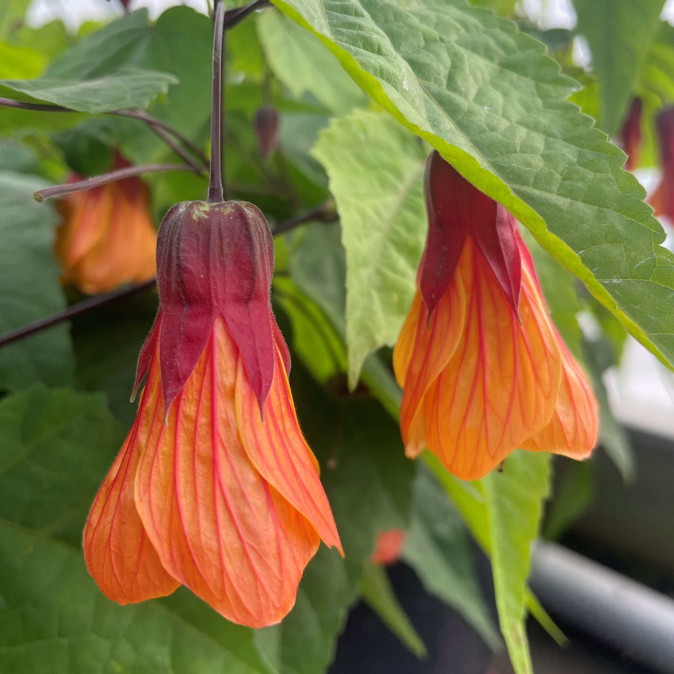 Abutilon x 'Nectarine' - Flowering Maple (3)