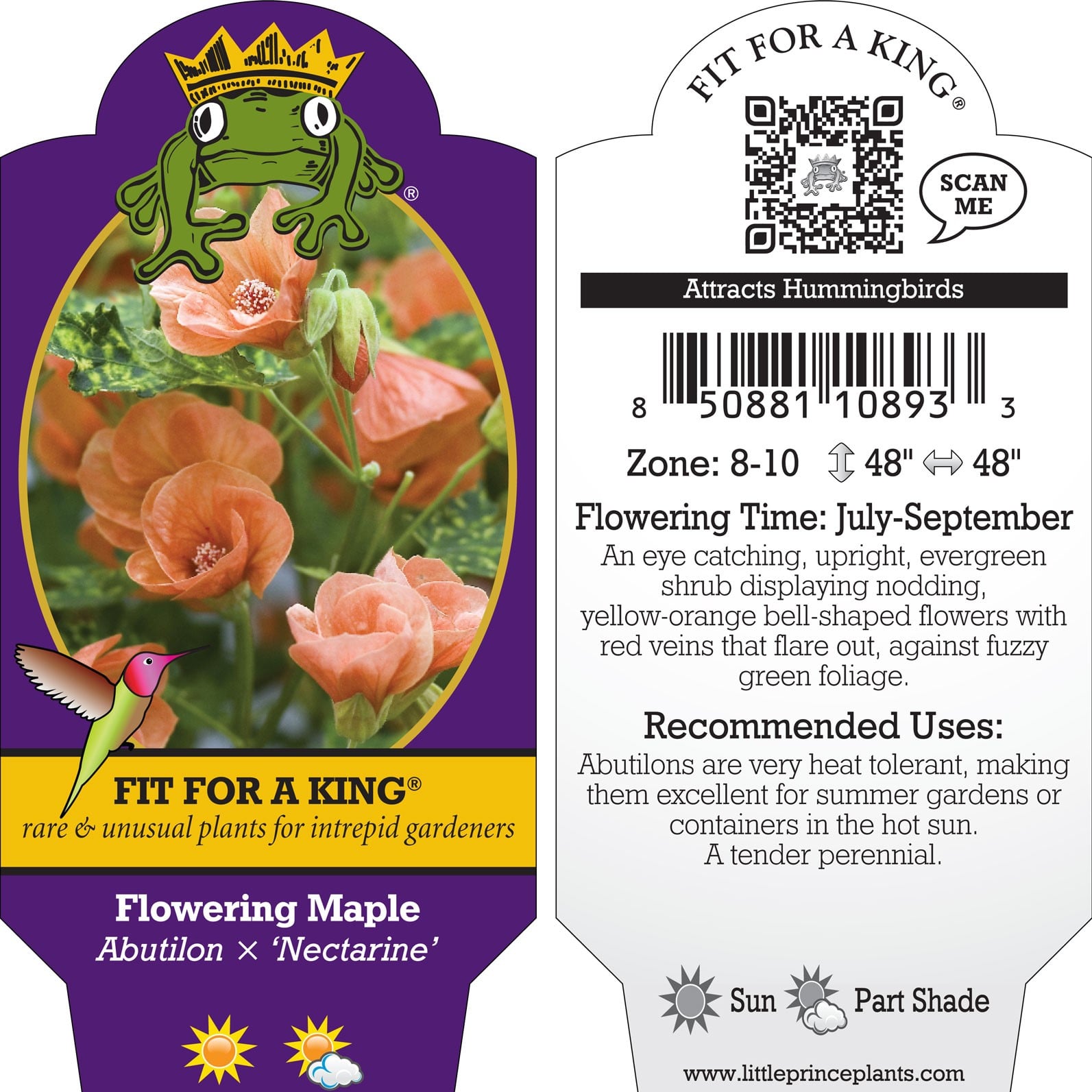 Abutilon x 'Nectarine' - Flowering Maple