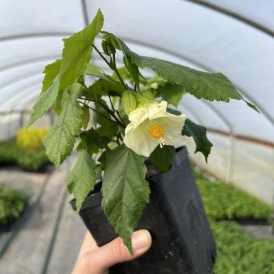 Abutilon x 'Searchlight' - Flowering Maple (4.5" Pot)