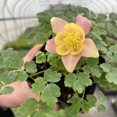 Aquilegia hybrida 'Swan Pink and Yellow'