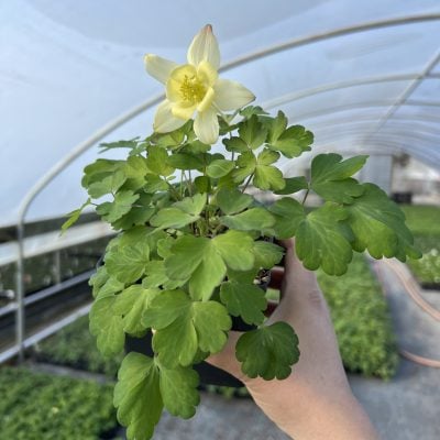 Aquilegia hybrida 'Earlybird™ White' - Columbine (4" Pot)