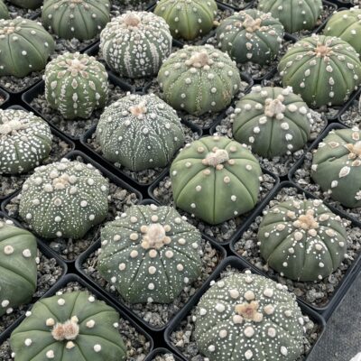 Astrophytum asterias 2 inch