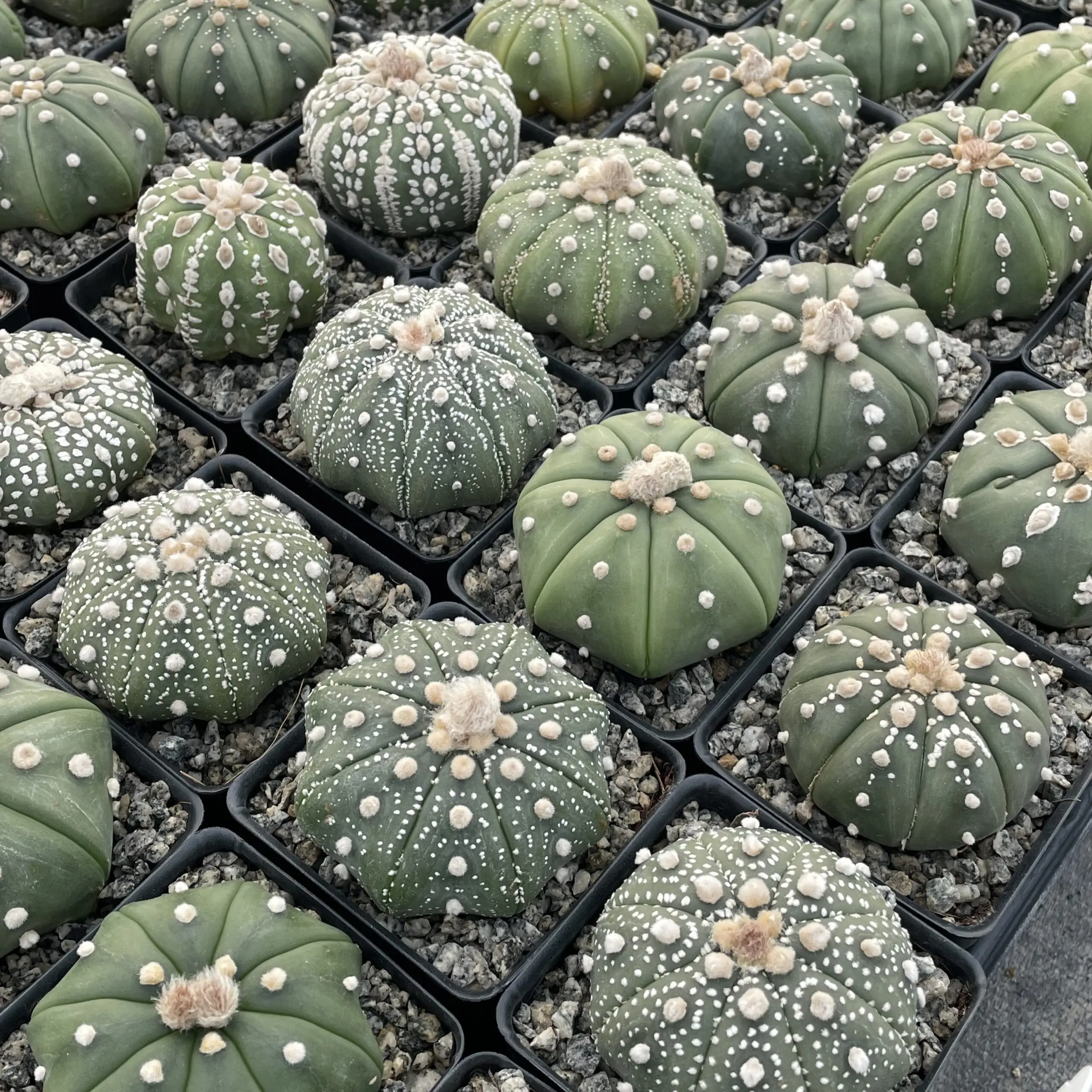 Astrophytum asterias - Sand Dollar Cactus (2") | Little Prince of Oregon  Nursery