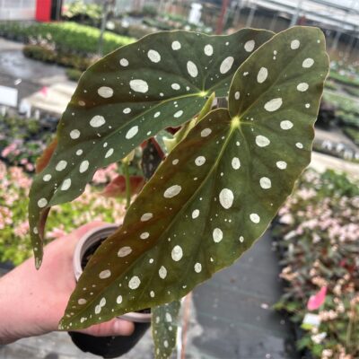 Begonia maculata (3)