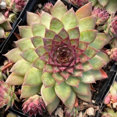 Chick Charm 'Pineapple paradise'