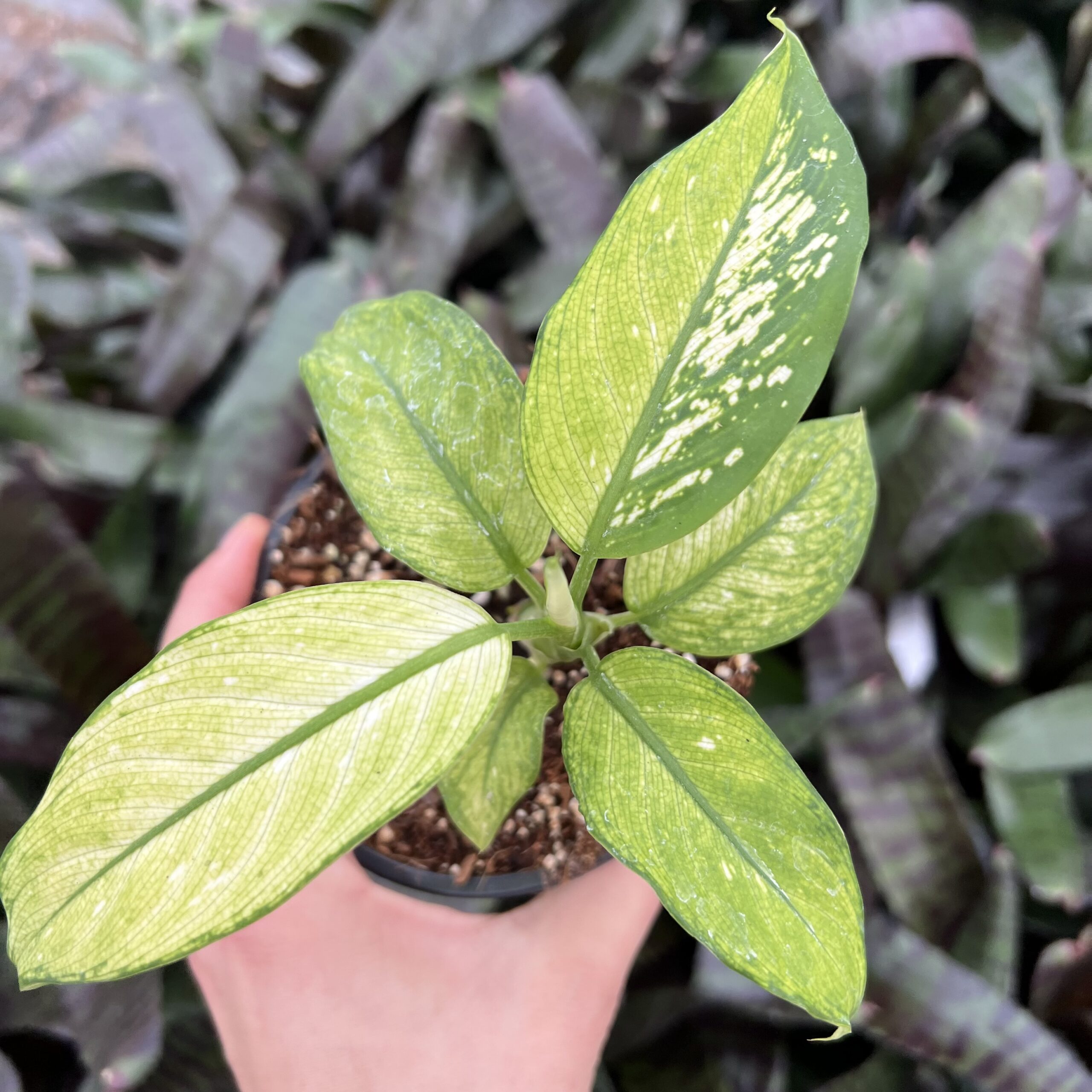 Dieffenbachia 'Crocodile'