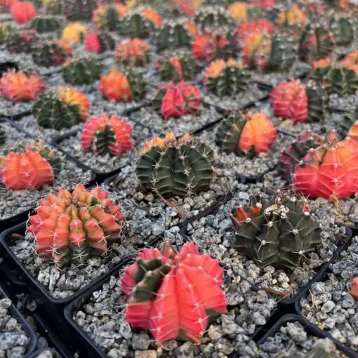 Gymnocalycium mihonavichii 'Variegata' (2" Pot) | Little Prince of Oregon  Nursery