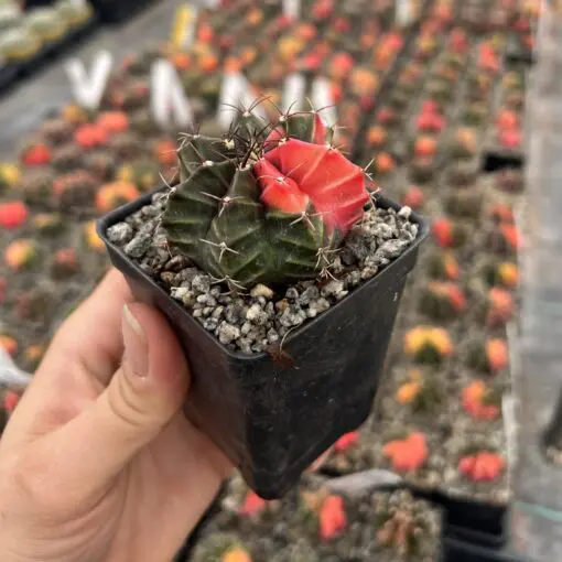 Gymnocalycium mihonavichii 'Variegata' (2" Pot) | Little Prince of Oregon  Nursery
