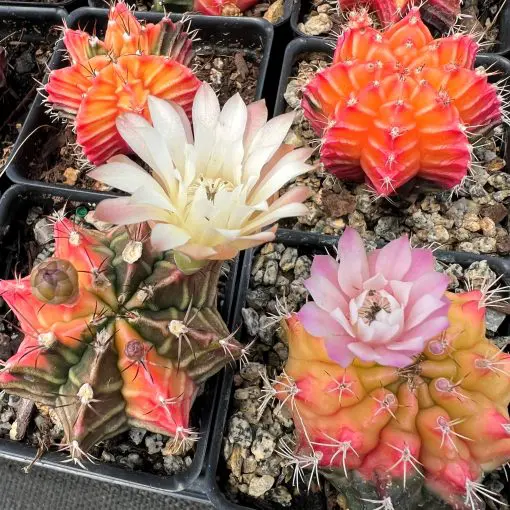 Gymnocalycium mihonavichii 'Variegata' (2