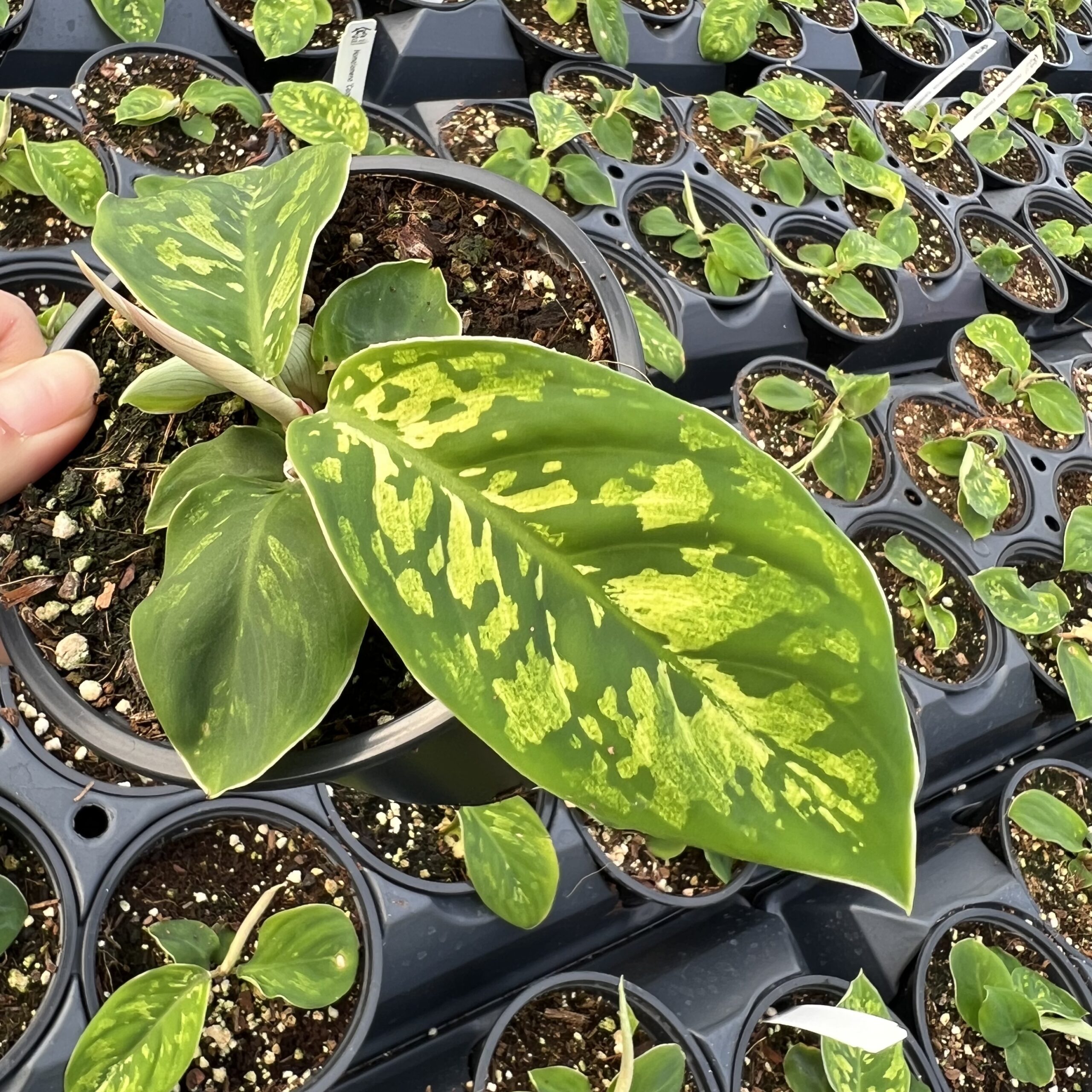 Homalomena 'Camouflage'
