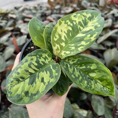 Homalomena 'Camouflage'